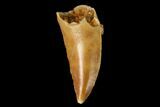 Serrated, Raptor Tooth - Real Dinosaur Tooth #160045-1